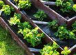 Incorporating Edible Plants into Your Landscape Design