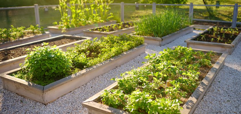 Techniques for Edible Landscaping