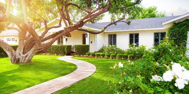 Dealing with Common Lawn Diseases