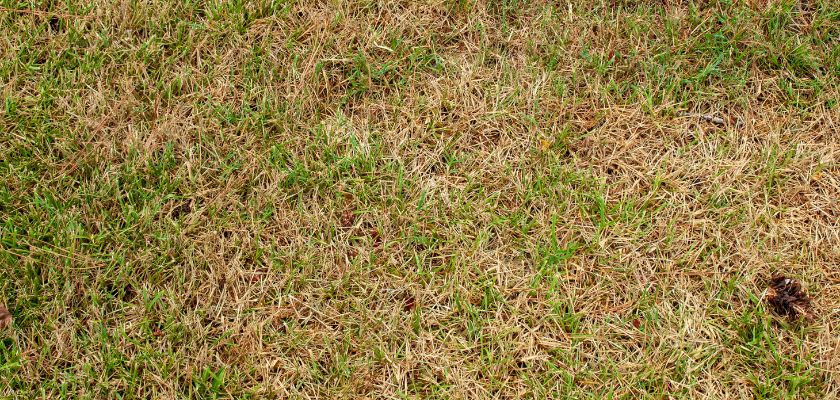 Identifying Common Lawn Diseases