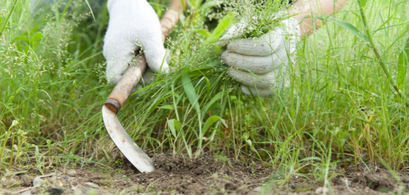 Removing Debris and Weeds