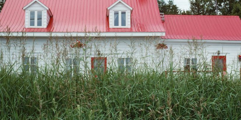 Tackle Overgrown Yards