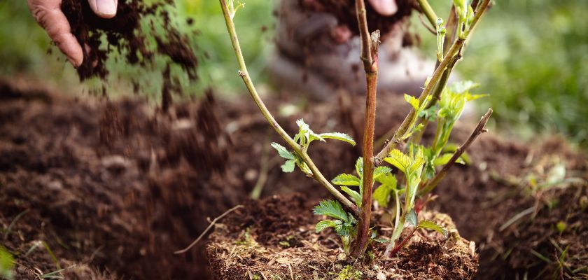 Understanding the Benefits of Mulching